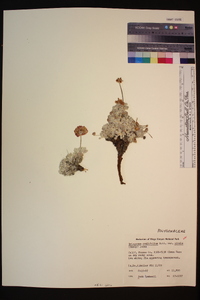 Eriogonum ovalifolium var. nivale image